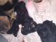 German Shepherd Puppies for sale in Dighton, MA, USA. price: $1,200