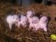 German Shepherd Puppies for sale in Ekron, KY 40117, USA. price: NA