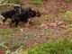 German Shepherd Puppies for sale in Marietta, GA, USA. price: NA