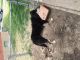 German Shepherd Puppies for sale in St. Louis, MO, USA. price: NA