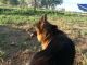German Shepherd Puppies for sale in Cortez, CO 81321, USA. price: $500
