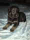 German Shepherd Puppies for sale in Zanesville, OH 43701, USA. price: NA