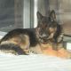 German Shepherd Puppies for sale in Onaway, MI 49765, USA. price: NA