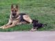 German Shepherd Puppies for sale in Newport News, VA, USA. price: NA