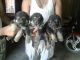 German Shepherd Puppies for sale in Ahmedabad, Gujarat, India. price: 25000 INR