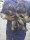 German Shepherd Puppies for sale in Cochin International Airport (COK), Airport Rd, Kochi, Kerala 683111, India. price: 7000 INR