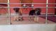 German Shepherd Puppies for sale in Thrissur, Kerala 680001, India. price: 13000 INR