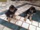 German Shepherd Puppies for sale in Thrissur, Kerala 680001, India. price: 15000 INR