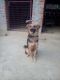 German Shepherd Puppies for sale in Gorakhpur, Uttar Pradesh 273001, India. price: 15000 INR