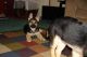 German Shepherd Puppies for sale in Melrose Park, IL, USA. price: NA