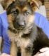 German Shepherd Puppies for sale in Poncha Springs, CO, USA. price: NA