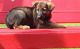 German Shepherd Puppies for sale in Alcova, WY 82620, USA. price: NA