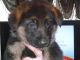 German Shepherd Puppies for sale in Hebron, IN 46341, USA. price: NA