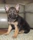 German Shepherd Puppies for sale in Barberton, OH 44203, USA. price: $975