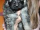 German Shepherd Puppies for sale in Kansas City, KS, USA. price: NA