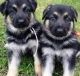 German Shepherd Puppies for sale in Stafford Springs, Stafford, CT 06076, USA. price: NA