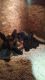 German Shepherd Puppies for sale in Fort Wayne, IN, USA. price: $600