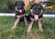 German Shepherd Puppies for sale in Camden, MS 39045, USA. price: NA