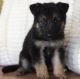 German Shepherd Puppies for sale in East Los Angeles, CA, USA. price: NA
