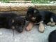 German Shepherd Puppies for sale in Columbus, GA, USA. price: NA