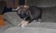 German Shepherd Puppies for sale in Indian Hill, OH, USA. price: NA
