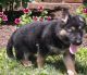 German Shepherd Puppies for sale in Zieglerville, Lower Frederick Township, PA, USA. price: NA
