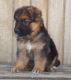 German Shepherd Puppies for sale in Saunderstown, North Kingstown, RI 02874, USA. price: NA