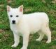German Shepherd Puppies for sale in New Ellenton, SC, USA. price: NA