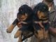 German Shepherd Puppies for sale in Kolkata, West Bengal 700001, India. price: 17500 INR