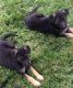 German Shepherd Puppies for sale in Chula Vista, CA, USA. price: $400