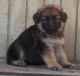 German Shepherd Puppies for sale in Westminster, CO, USA. price: $450