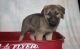 German Shepherd Puppies for sale in Alexander, AR, USA. price: $450