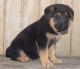 German Shepherd Puppies for sale in Delaware, AR 72835, USA. price: NA