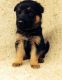 German Shepherd Puppies for sale in New Creek, WV 26726, USA. price: NA
