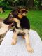 German Shepherd Puppies for sale in Mechanicsburg, PA, USA. price: $700