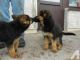German Shepherd Puppies for sale in . price: NA