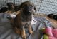 German Shepherd Puppies for sale in Arlington, IN, USA. price: NA