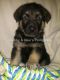 German Shepherd Puppies for sale in Kingman, AZ, USA. price: $1,000