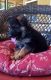 German Shepherd Puppies for sale in Billings, MT, USA. price: NA
