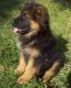 German Shepherd Puppies for sale in Green Bay, WI, USA. price: NA