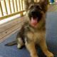 German Shepherd Puppies for sale in Hollywood, FL, USA. price: $400