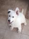 German Shepherd Puppies for sale in New York, NY, USA. price: NA