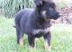 German Shepherd Puppies for sale in Santa Rosa, CA, USA. price: $400