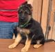 German Shepherd Puppies for sale in Sunnyvale, CA, USA. price: $400