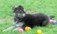 German Shepherd Puppies for sale in Escondido, CA, USA. price: $350