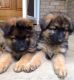 German Shepherd Puppies for sale in Burlington, CT, USA. price: NA