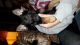 German Shepherd Puppies for sale in Dinwiddie, VA 23841, USA. price: NA