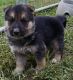 German Shepherd Puppies for sale in Port Washington, OH 43837, USA. price: $757