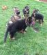 German Shepherd Puppies for sale in Pleasantville, PA 16341, USA. price: NA