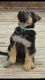 German Shepherd Puppies for sale in Round Rock, TX, USA. price: NA